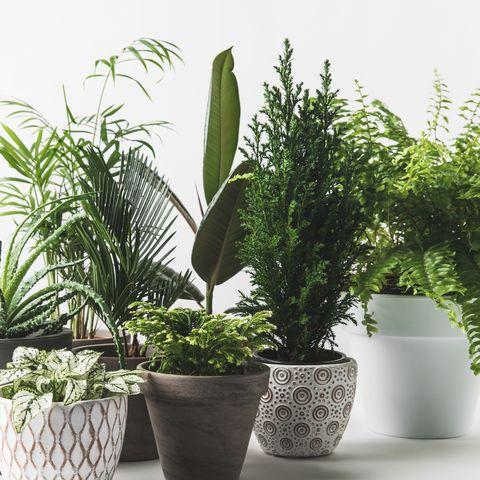 POTS & PLANTS